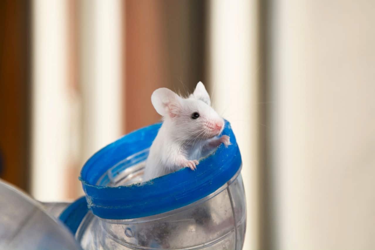 mouse tubes