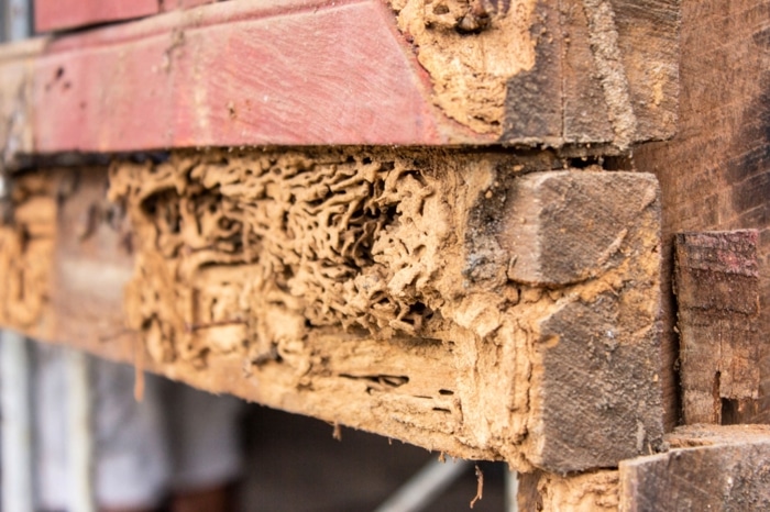 who pays for termite inspection buyer or seller