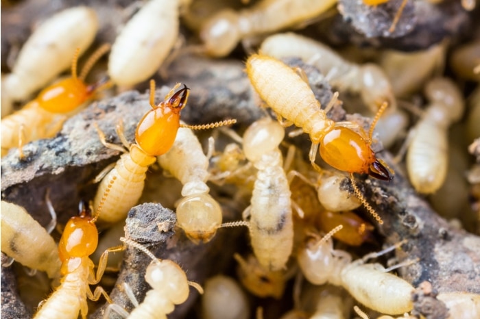 who pays for the termite inspection