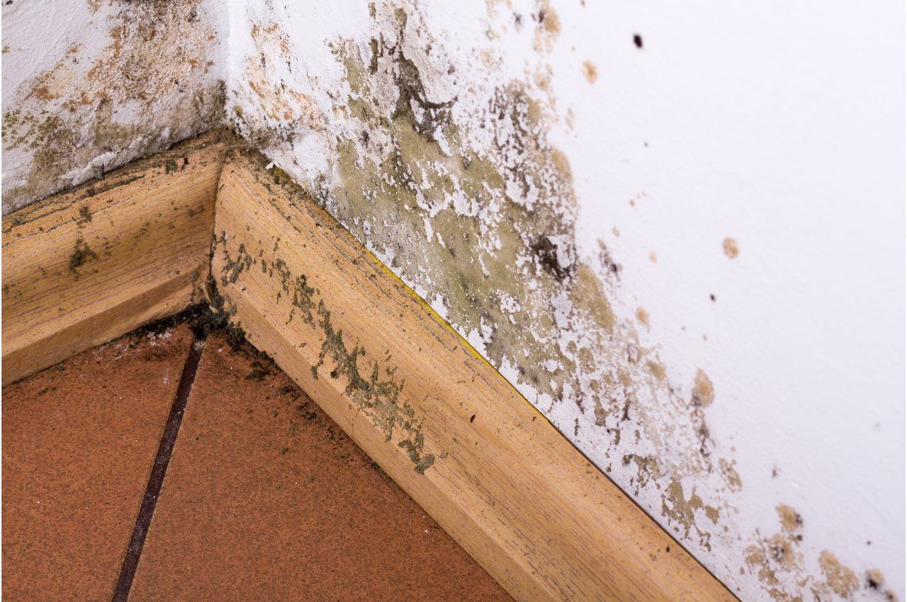 247 pest control assistance for tenants