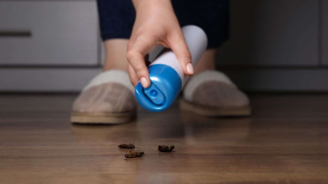 DIY pest control