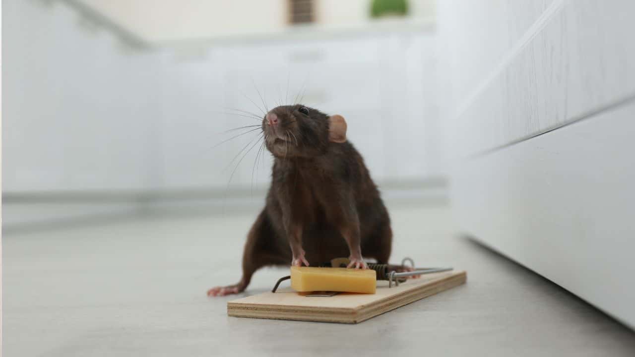 DIY pest prevention