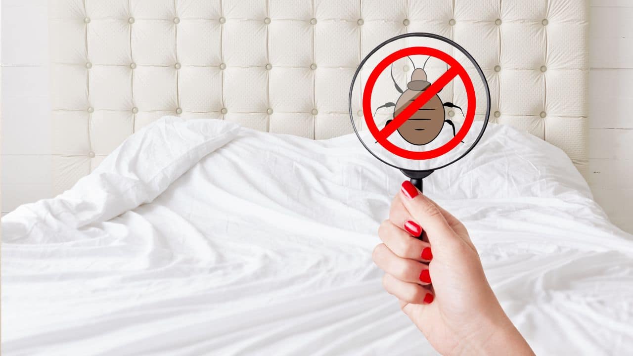 spread bed bugs