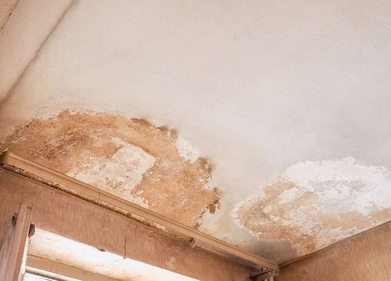 Carpenter Ant Infestations in Multi-Family Structures